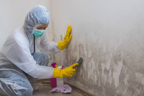Best Emergency Mold Remediation in Blackshear, GA