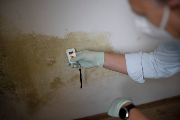 Best Mold Testing and Inspection Services in Blackshear, GA