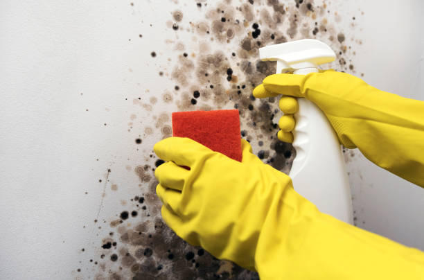 Best Mold Remediation for Specific Building Types in Blackshear, GA