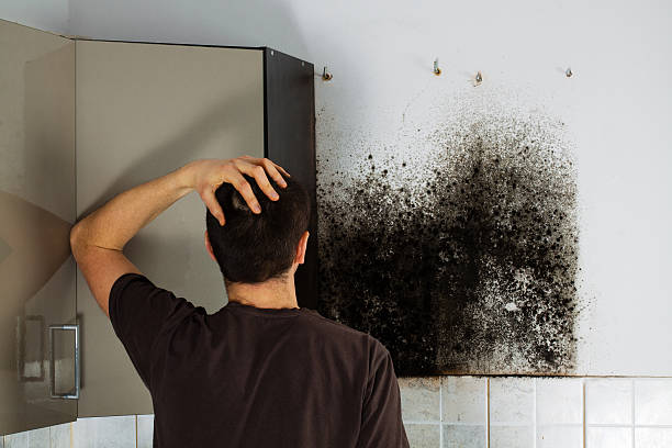 Best Kitchen Mold Remediation in Blackshear, GA